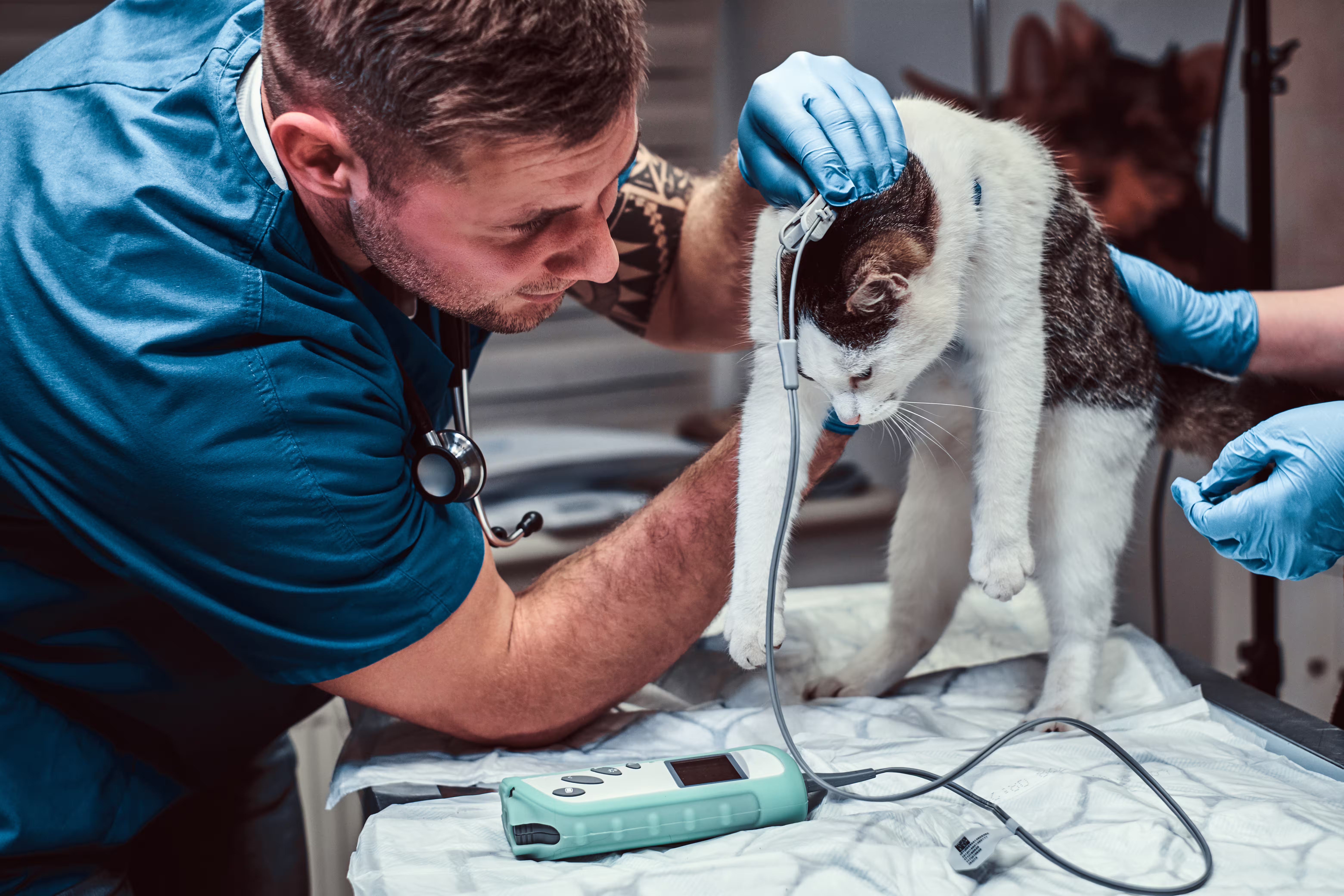 Professional Veterinary Care
